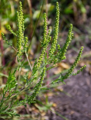 Ragweed plants packed with pollen